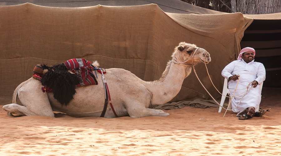 Camel-Abu-Dhabi-Heritage-Village