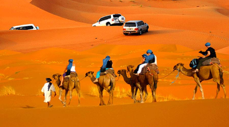 morning desert safari camel ride